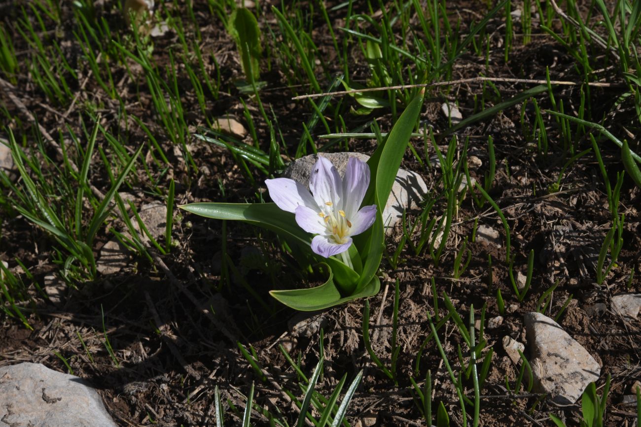 Image of Merendera kurdica specimen.