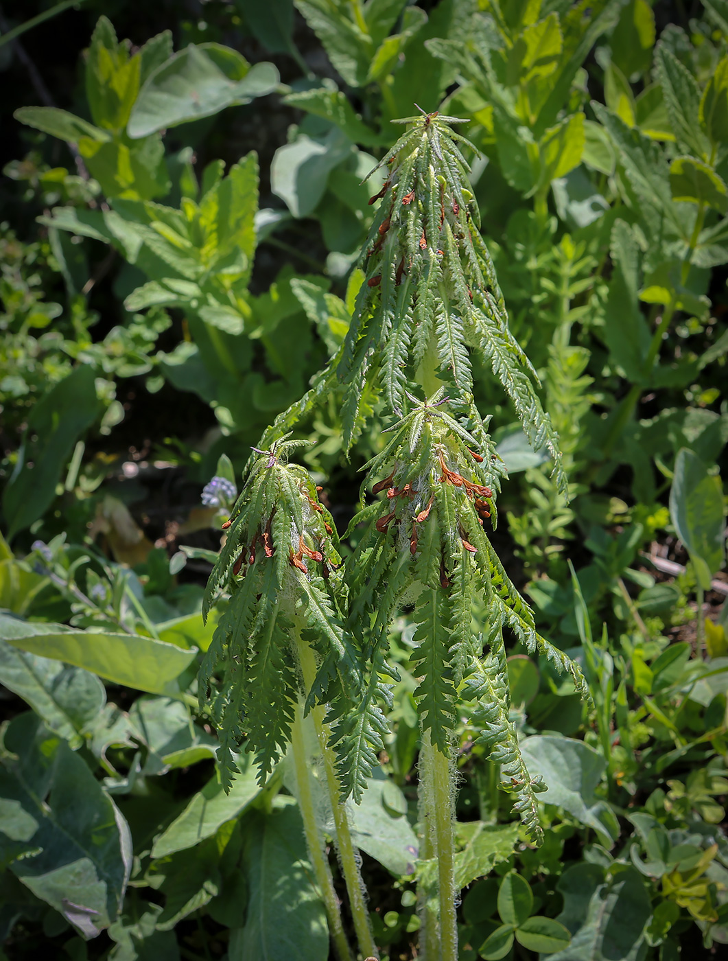 Изображение особи Pedicularis wilhelmsiana.