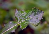 Sonchus oleraceus. Лист с каплями дождя. Московская обл., Раменский р-н, окр. дер. Хрипань, садовый участок. 06.07.2025.