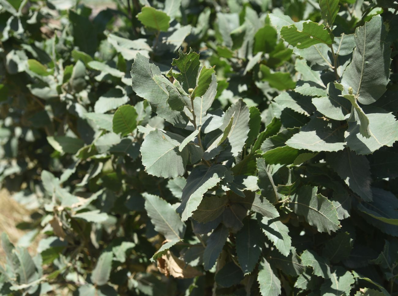 Image of genus Quercus specimen.