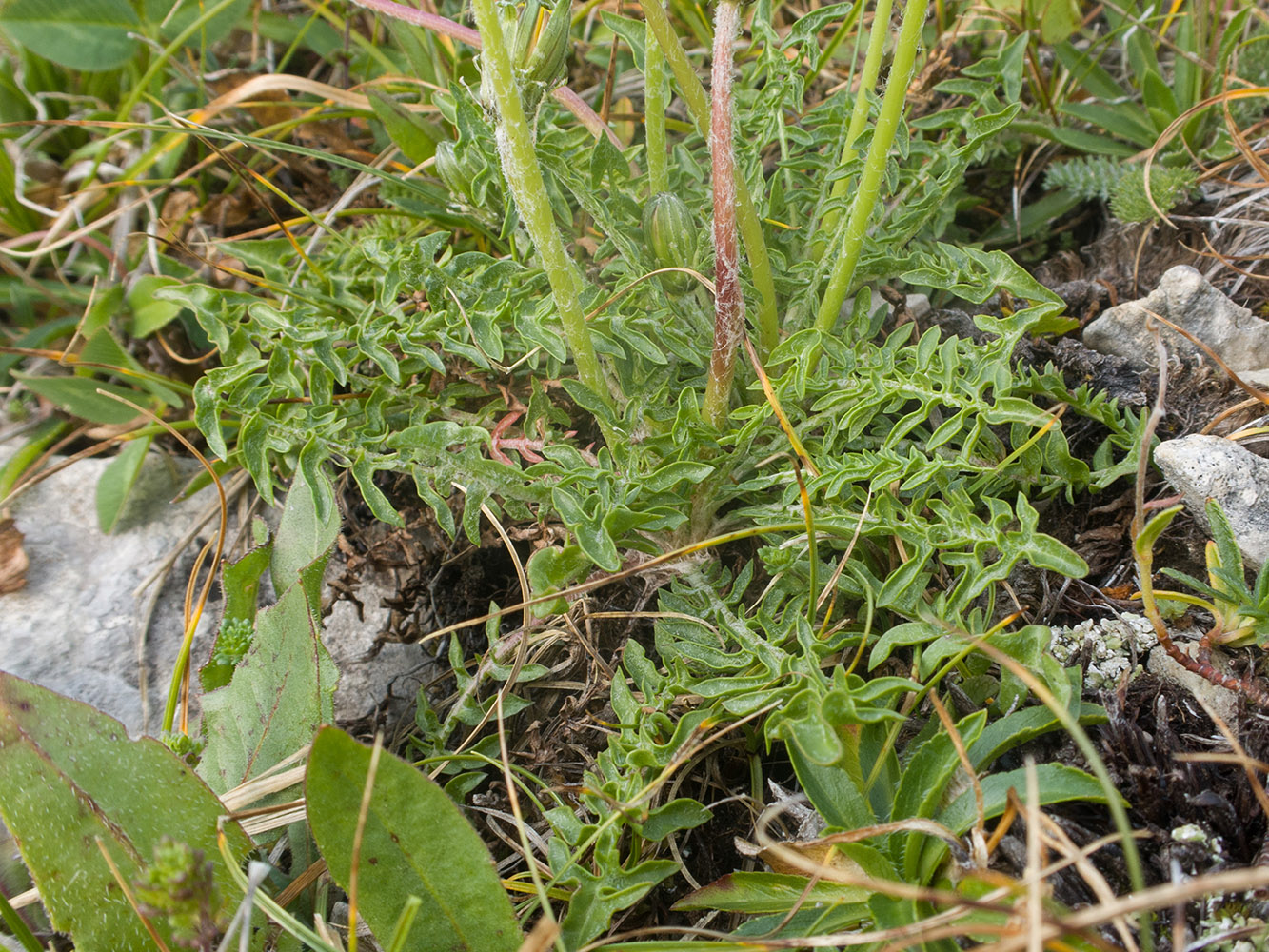 Image of genus Taraxacum specimen.