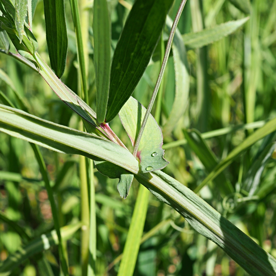 Изображение особи Lathyrus palustris.