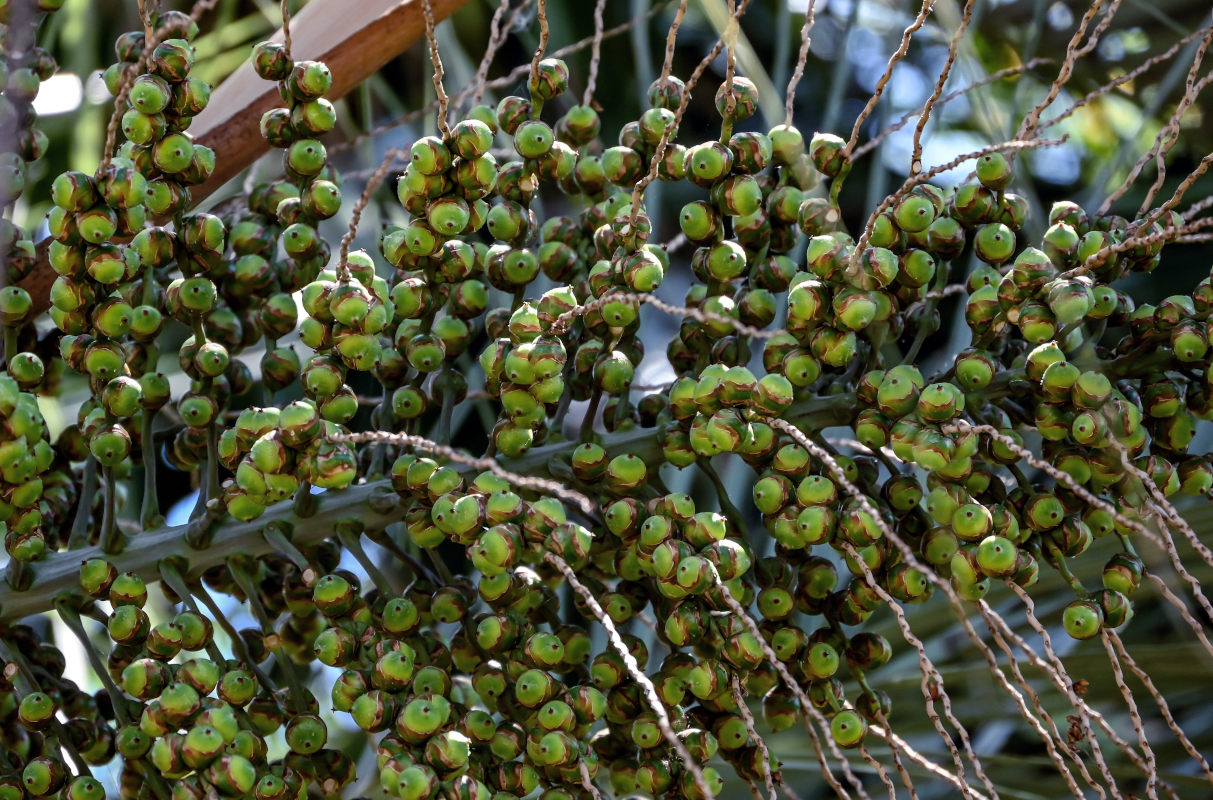 Изображение особи Butia capitata.