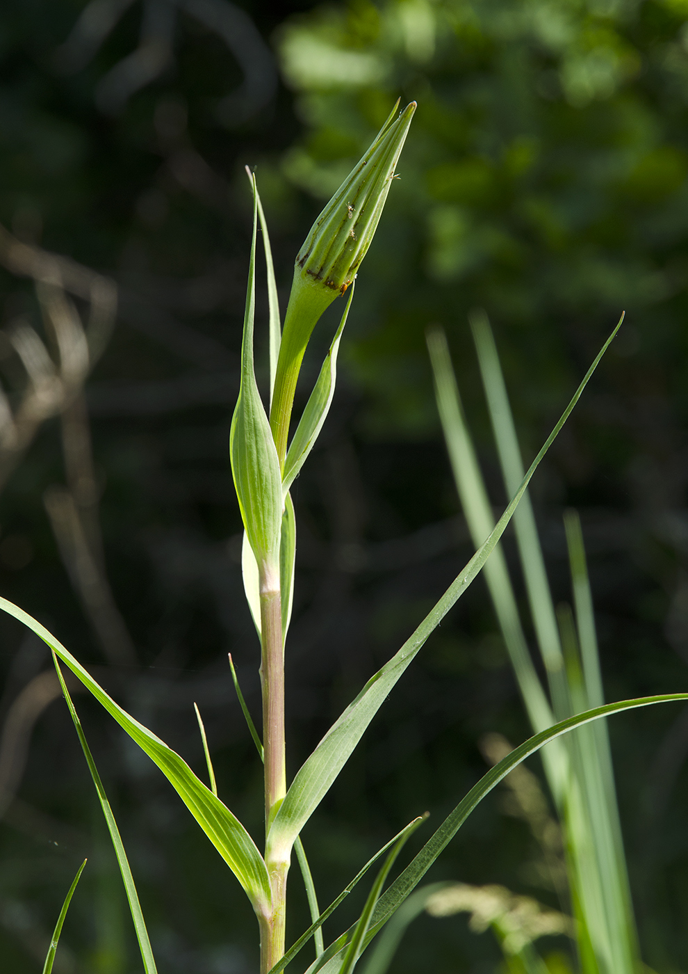 Image of Tragopogon pratensis specimen.