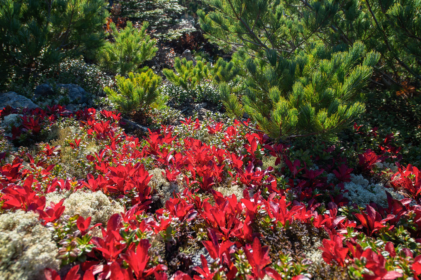 Изображение особи Arctous alpina.