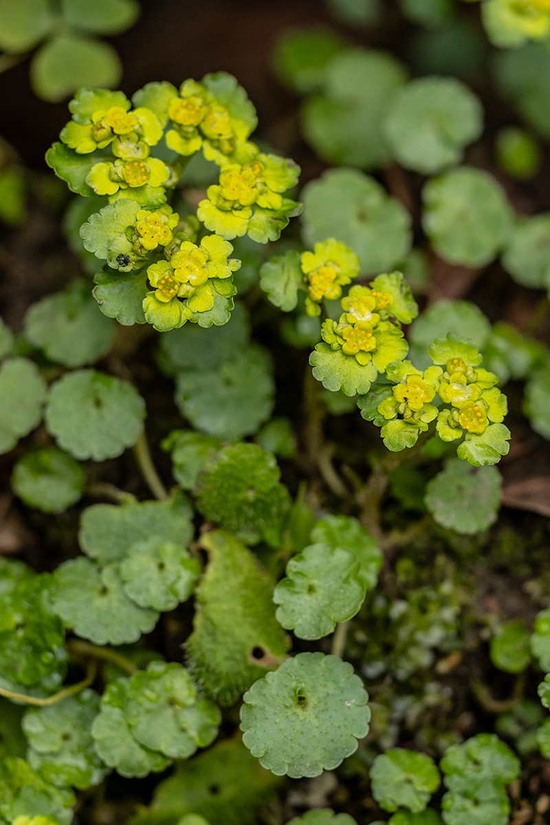 Изображение особи Chrysosplenium alternifolium.
