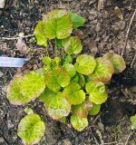 Изображение особи