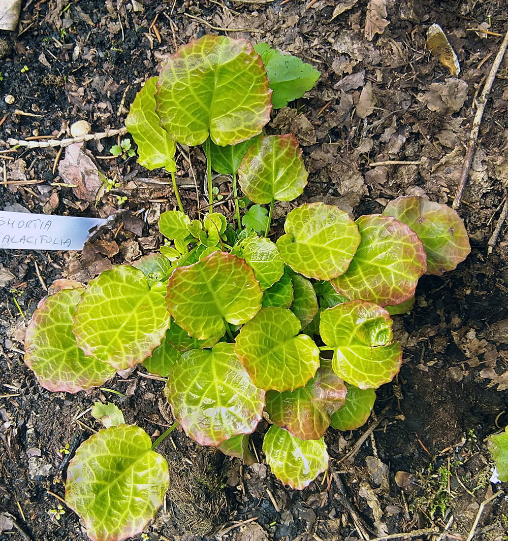Изображение особи Shortia galacifolia.