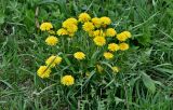 Taraxacum officinale. Цветущее растение в сообществе со злаками. Липецкая обл., Елецкий р-н, дол. р. Воргол, луговой склон. 09.05.2026.