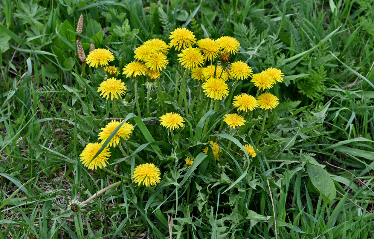 Image of Taraxacum officinale specimen.