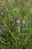 Vicia olbiensis