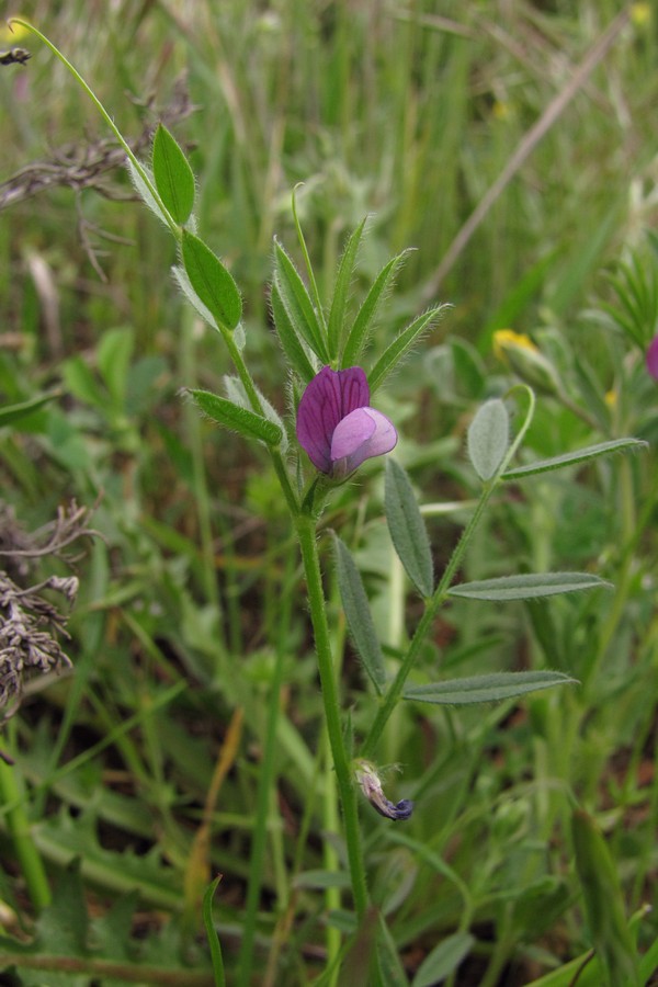 Изображение особи Vicia olbiensis.