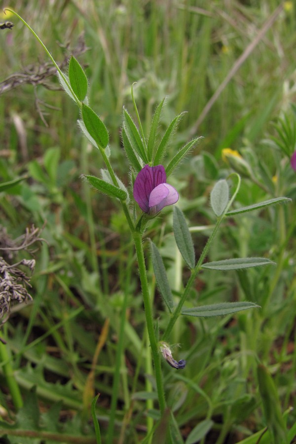 Image of Vicia olbiensis specimen.