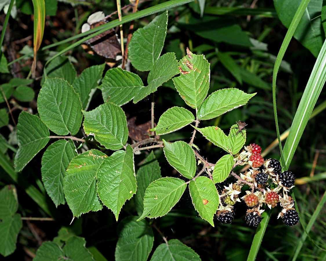 Изображение особи род Rubus.