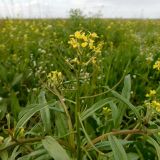 Erysimum repandum. Верхушка цветущего и плодоносящего растения. Ростовская обл. Азовский р-н, окр. с. Кугей, засолённый луг. 02.05.2026.