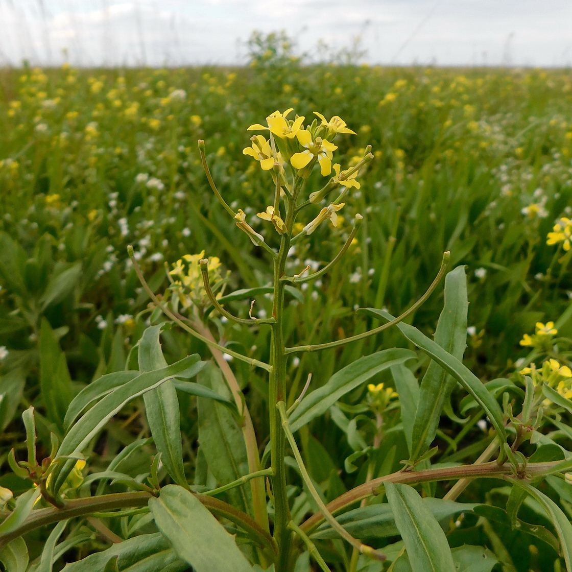 Image of Erysimum repandum specimen.