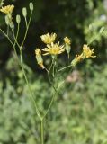 Lapsana communis