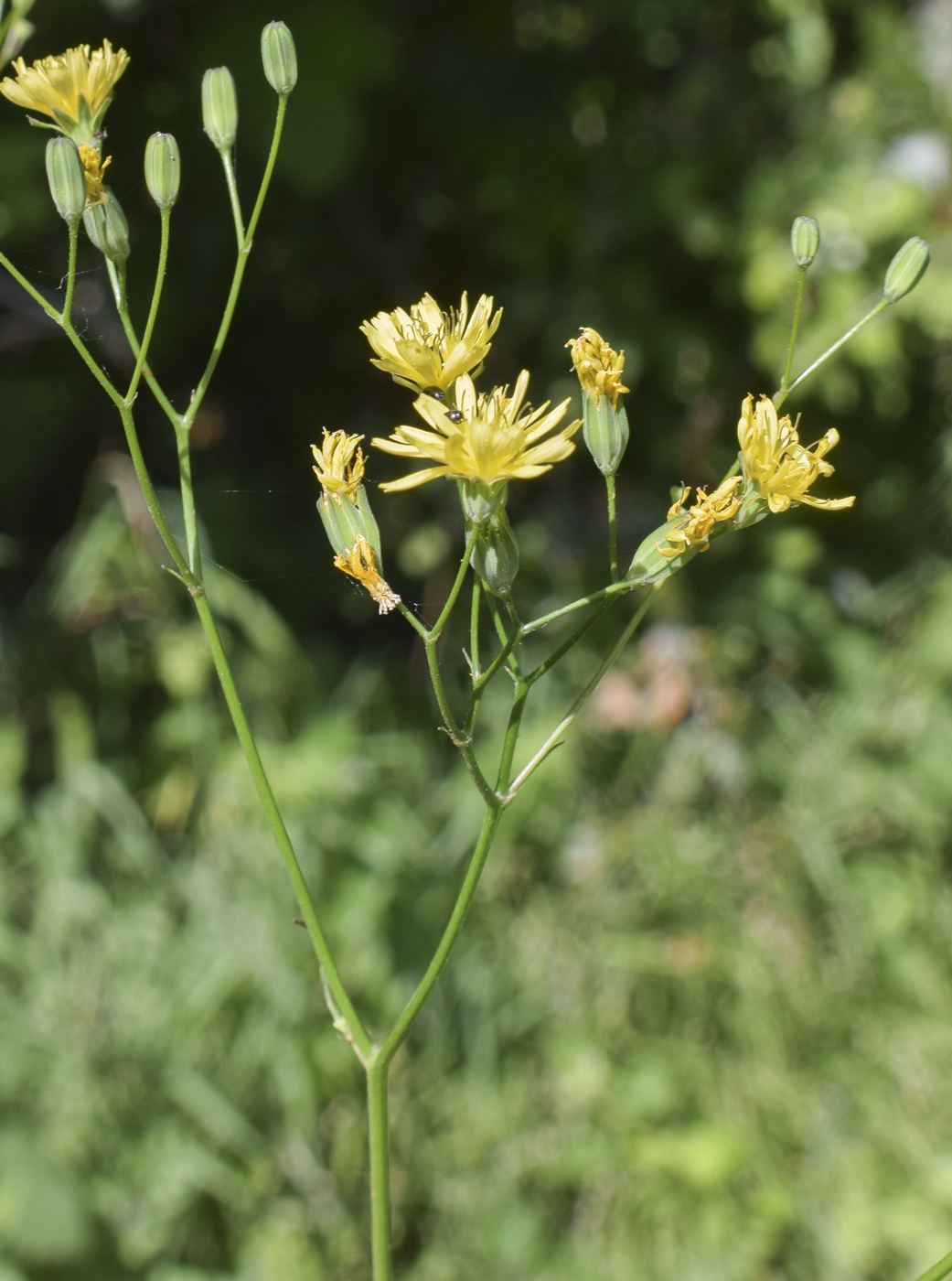 Image of Lapsana communis specimen.