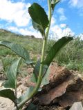 Sisymbrium brassiciforme. Листья нижней части растения. Казахстан, Восточно-Казахстанская обл, Зайсанский р-н; Саур-Тарбагатай, сев. макросклон вост. части хр. Манрак, пер. Шиликты, ≈ 1150 м н.у.м., каменистый склон юго-вост. экспозиции. 12 мая 2026 г.