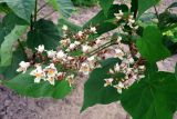 Paulownia tomentosa