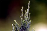 Chamaecyparis lawsoniana. Развивающиеся побеги на верхушке. Московская обл., Раменский р-н, окр. дер. Хрипань, садовый участок. 17.07.2026.