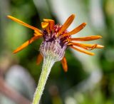 Tephroseris phaeantha