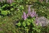 Salvia sclarea