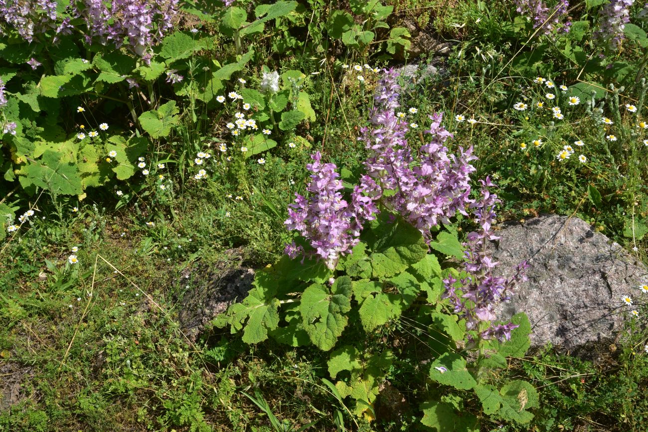 Image of Salvia sclarea specimen.