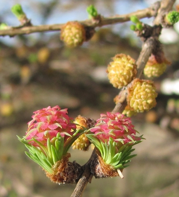 Изображение особи Larix sibirica.