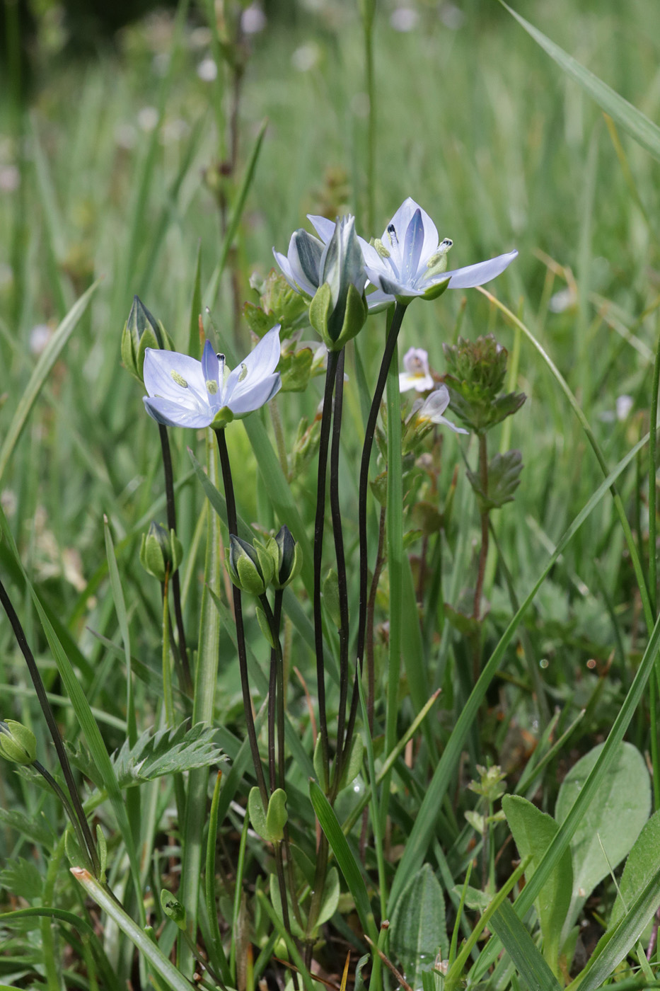 Изображение особи Lomatogonium carinthiacum.
