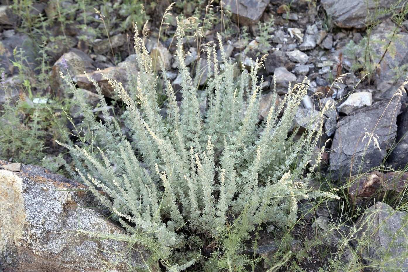 Изображение особи Artemisia rutifolia.