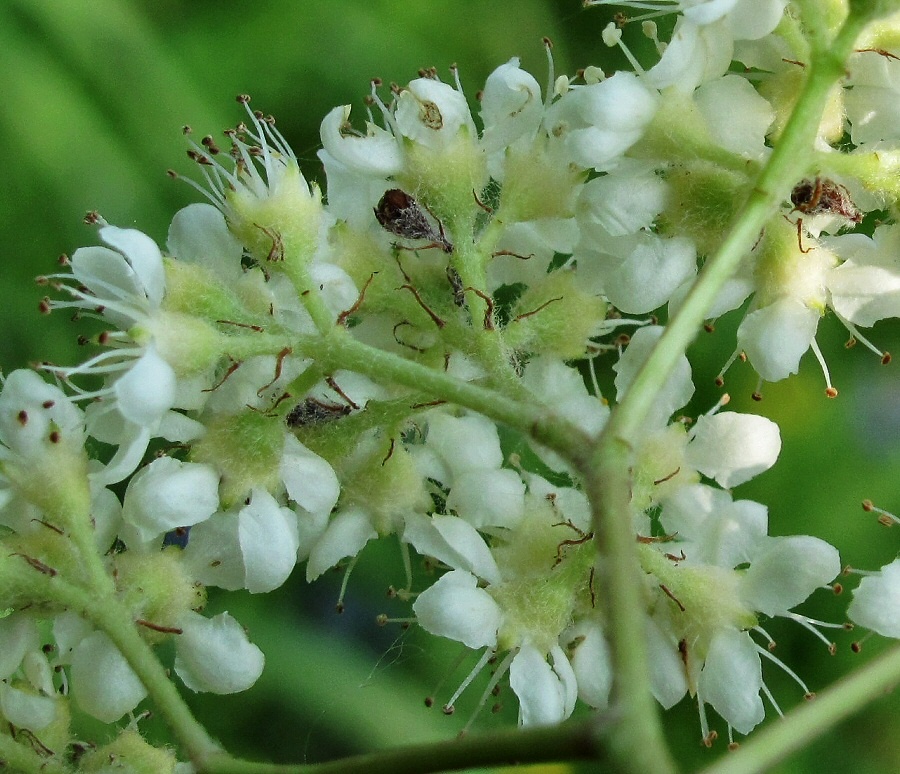 Image of Sorbus aucuparia specimen.