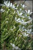 Arenaria grandiflora
