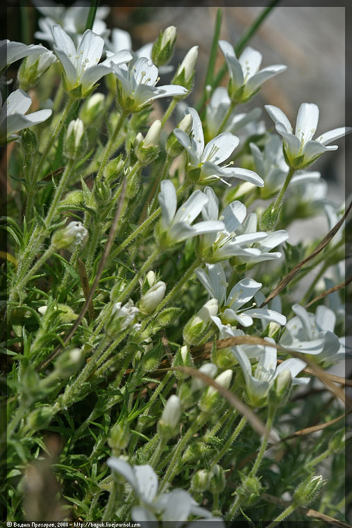 Изображение особи Arenaria grandiflora.