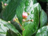 Cotoneaster lucidus