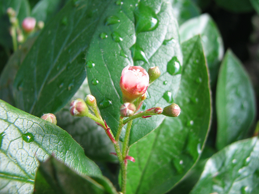 Image of Cotoneaster lucidus specimen.
