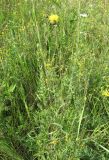 Centaurea orientalis. Цветущее растение. Украина, Донецкая обл., Артёмовский р-н, окр. с. Дроновка. 08.07.2011.