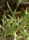 Lavandula angustifolia. Нижние части побегов (видно характерное мягкое железистое опушение). Южный берег Крыма, лес возле Понизовки. 4 июля 2011 г.