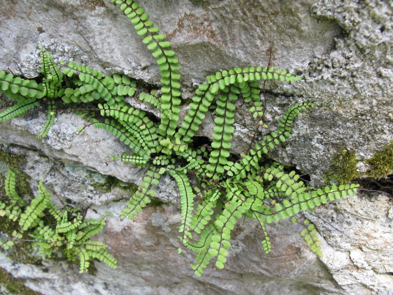 Изображение особи Asplenium trichomanes.