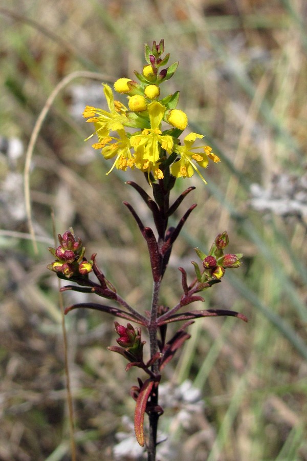 Image of Orthanthella lutea specimen.