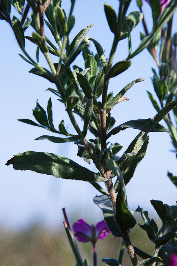 Изображение особи Epilobium villosum.