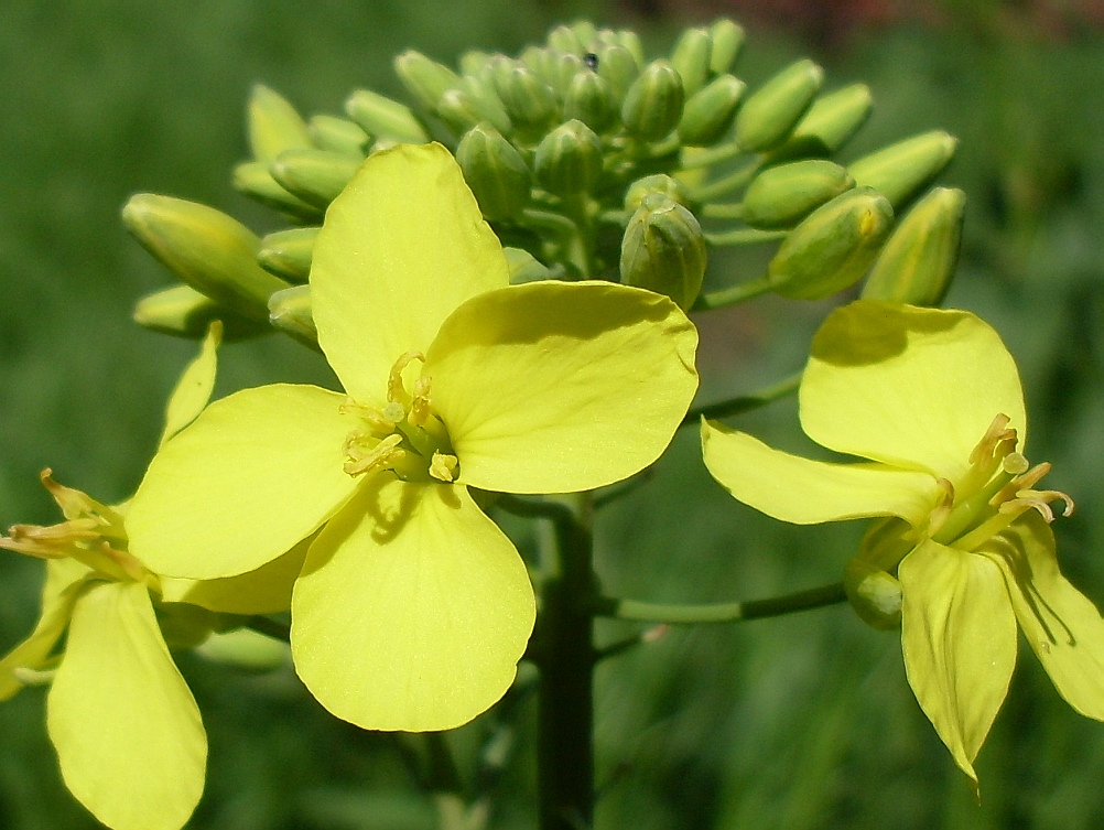 Image of Brassica napus specimen.