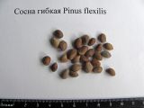 Pinus flexilis