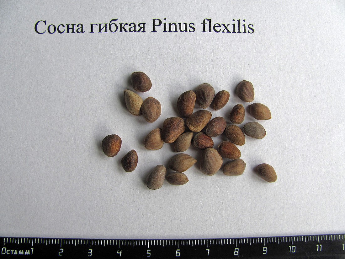 Image of Pinus flexilis specimen.