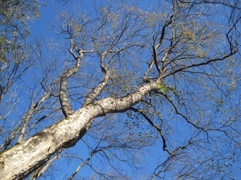 Image of Acer trautvetteri specimen.