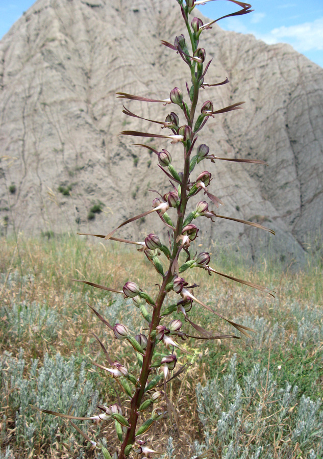 Image of Himantoglossum caprinum specimen.