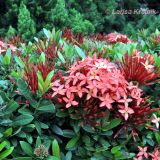 Ixora coccinea