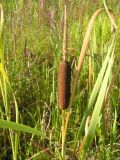 Typha latifolia. Верхушки листьев и побегов с соплодиями (угнетённое растение, выросшее во время засухи). Саратовская обл., Саратовский р-н, Волгоградское вдхр. 25 августа 2011 г.