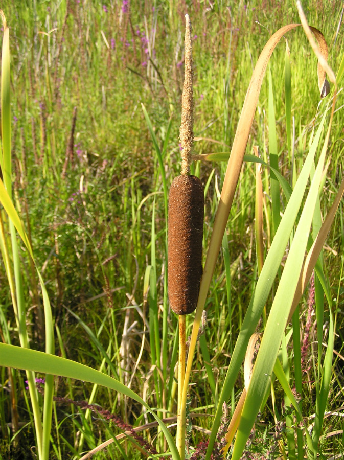 Изображение особи Typha latifolia.