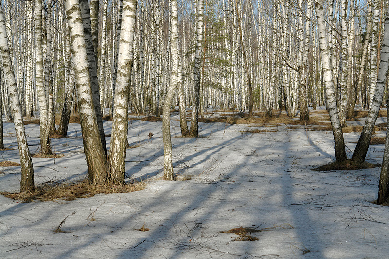 Изображение особи Betula pendula.